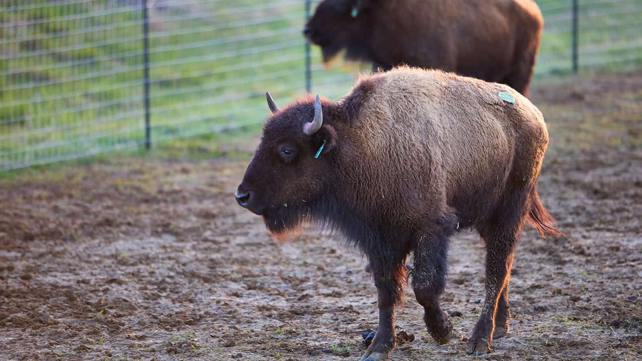 Bison